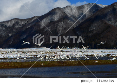 猪苗代の白鳥 115868139