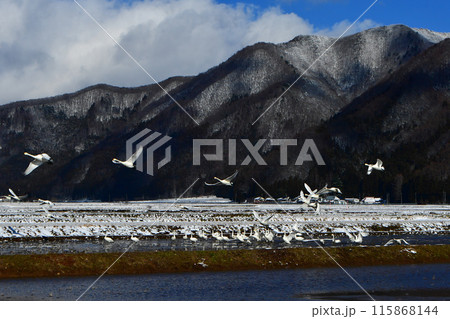 猪苗代の白鳥 115868144