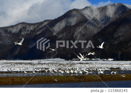 猪苗代の白鳥 115868145