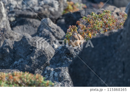 岩場の天使　エゾナキウサギ 115868165