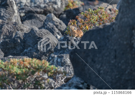 岩場の天使　エゾナキウサギ 115868166