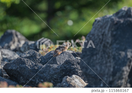 岩場の天使　エゾナキウサギ 115868167