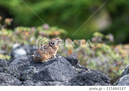 岩場の天使　エゾナキウサギ 115868187