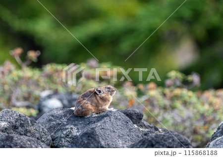 岩場の天使　エゾナキウサギ 115868188