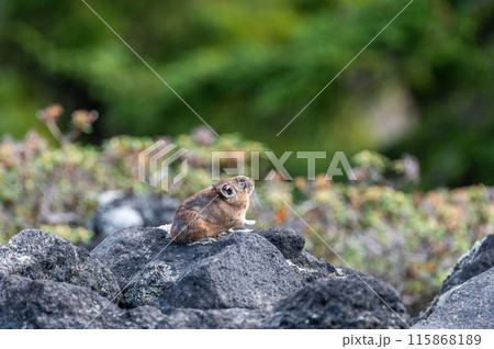 岩場の天使　エゾナキウサギ 115868189