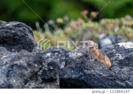 岩場の天使　エゾナキウサギ 115868197