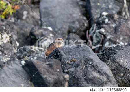 岩場の天使　エゾナキウサギ 115868203