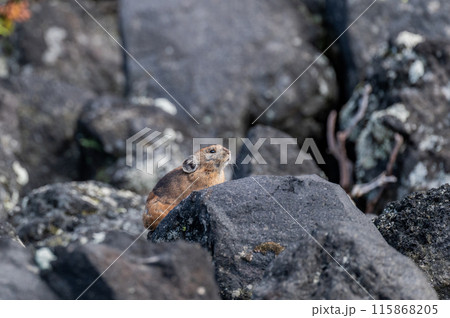 岩場の天使　エゾナキウサギ 115868205