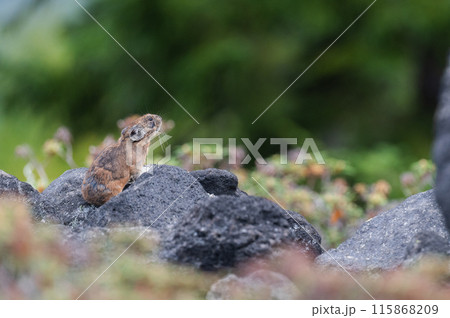 岩場の天使　エゾナキウサギ 115868209
