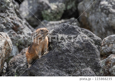 岩場の天使　エゾナキウサギ 115868235