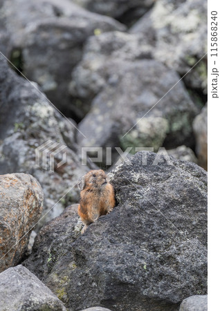 岩場の天使 エゾナキウサギ 岩場の天使 エゾナキウサギ 115868240