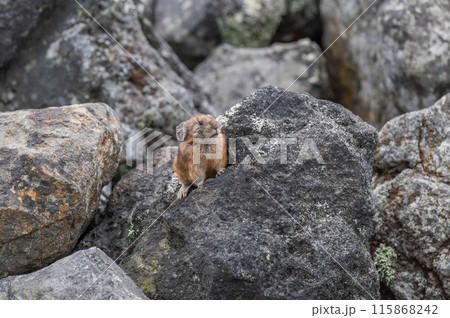 岩場の天使　エゾナキウサギ 115868242