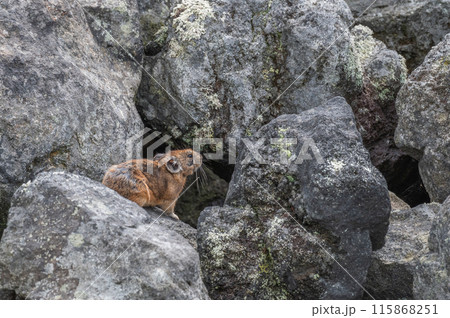 岩場の天使　エゾナキウサギ 115868251