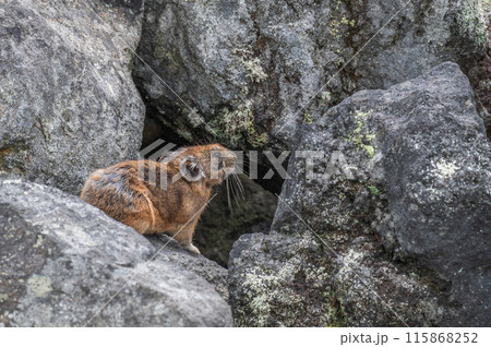 岩場の天使　エゾナキウサギ 115868252