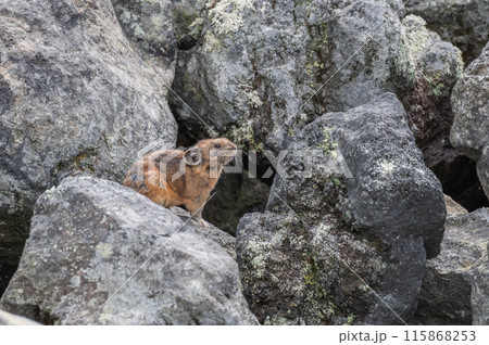 岩場の天使　エゾナキウサギ 115868253
