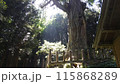 熊野神社の大杉 115868289