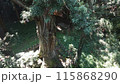 熊野神社の大杉 115868290
