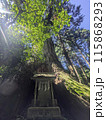 熊野神社の大杉 115868293