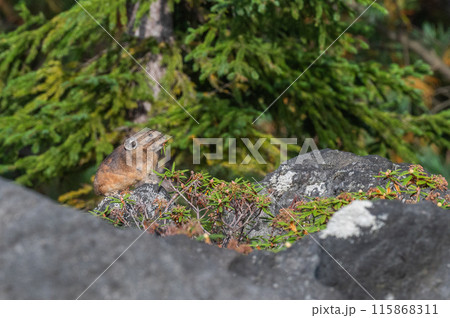 岩場の天使 エゾナキウサギ 岩場の天使 エゾナキウサギ 115868311