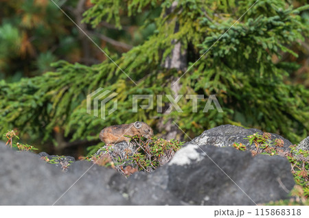 岩場の天使 エゾナキウサギ 岩場の天使 エゾナキウサギ 115868318