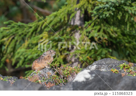 岩場の天使 エゾナキウサギ 岩場の天使 エゾナキウサギ 115868323