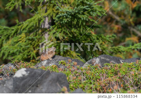 岩場の天使　エゾナキウサギ 115868334