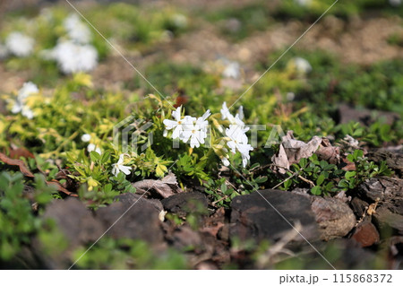 シバザクラの花 シバザクラの花 115868372