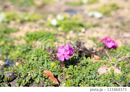 シバザクラの花 シバザクラの花 115868373