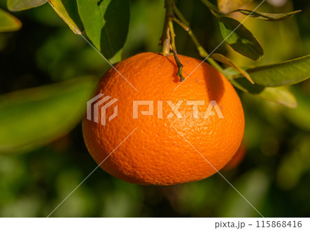 Close up shot of mature tangerine hanging on the tree 115868416