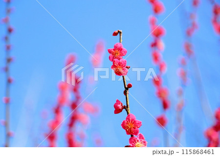 鮮やか ピンクの梅の花 鮮やか ピンクの梅の花 115868461