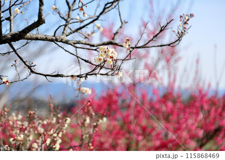 爽やか　白梅の花 115868469
