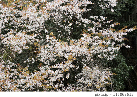春3月山地に自生するヤマザクラの白い花 春3月山地に自生するヤマザクラの白い花 115868613