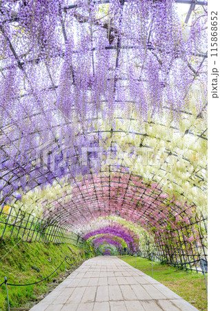 藤の花のトンネル 河内藤園 福岡県北九州市の写真素材 [115868652] - PIXTA