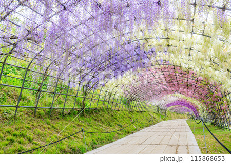 Wisteria flower tunnel, Kawachi Fuji Garden,... - Stock Photo [115868653] -  PIXTA