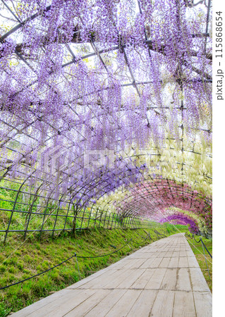 Wisteria flower tunnel, Kawachi Fuji Garden,... - Stock Photo [115868654] -  PIXTA