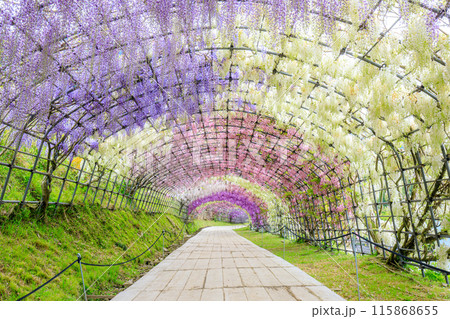 藤の花のトンネル　河内藤園　福岡県北九州市 115868655