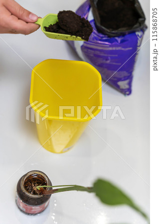 A hand scoops soil from a purple bag into a yellow pot 115868705
