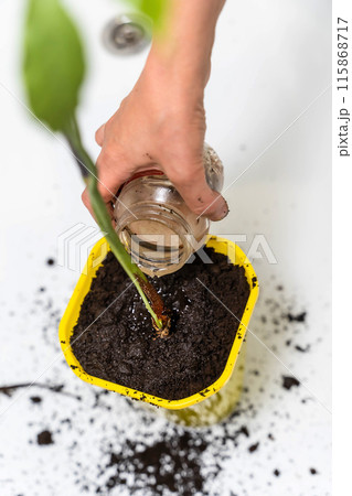 A hand pours water from a glass jar onto a plant in a yellow pot A hand pours water from a glass jar onto a plant in a yellow pot 115868717