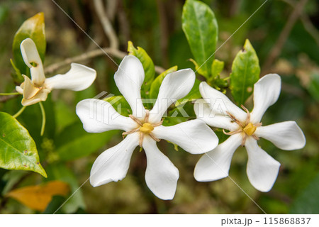 初夏のクチナシの花 115868837