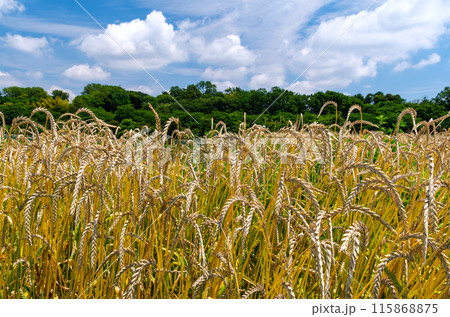 麦畑の青空 115868875