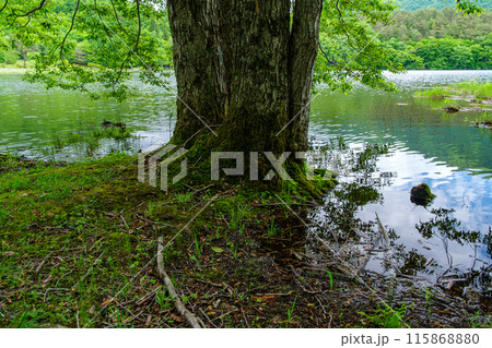 岸辺の幹 115868880