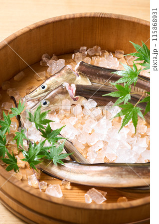 活締め鱧　兵庫県淡路島産 115868931