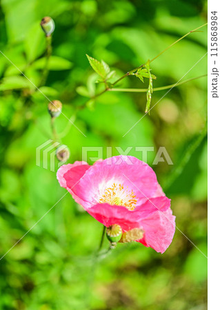 濃いピンクのポピーと背景の緑 115868984