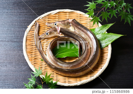 活締め鱧 兵庫県淡路島産 活締め鱧 兵庫県淡路島産 115868986