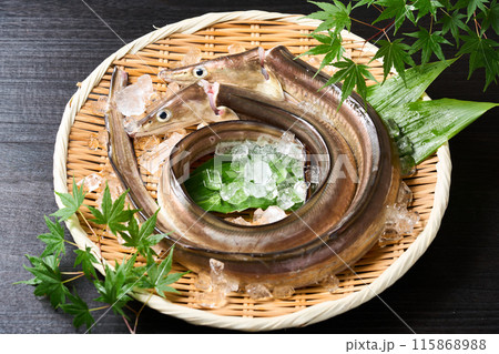 活締め鱧　兵庫県淡路島産 115868988