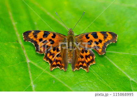 シータテハ 115868995