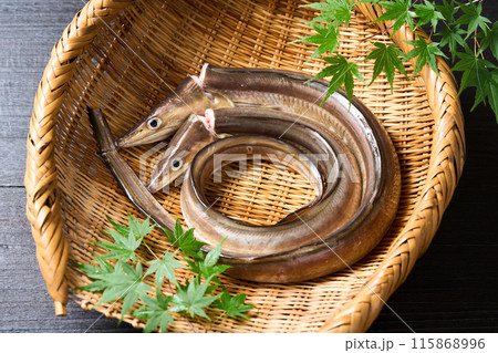 活締め鱧 兵庫県淡路島産 活締め鱧 兵庫県淡路島産 115868996