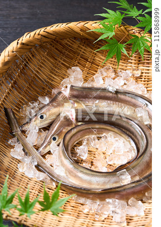 活締め鱧 兵庫県淡路島産 活締め鱧 兵庫県淡路島産 115868999