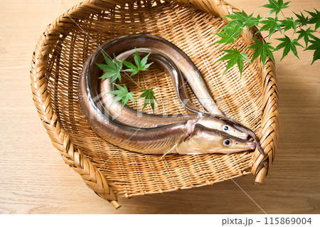 活締め鱧 兵庫県淡路島産 活締め鱧 兵庫県淡路島産 115869004