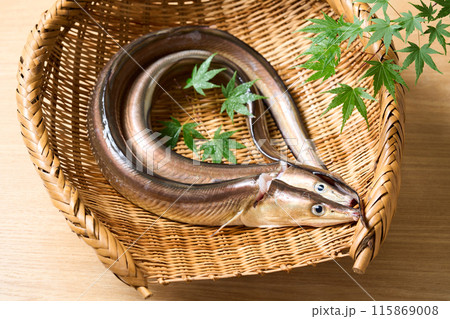 活締め鱧　兵庫県淡路島産 115869008